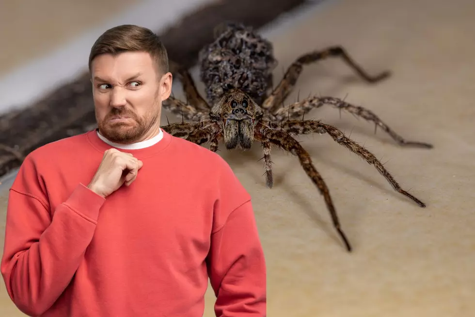 Utah’s Two Biggest Spider Species: Are They A Threat To You?