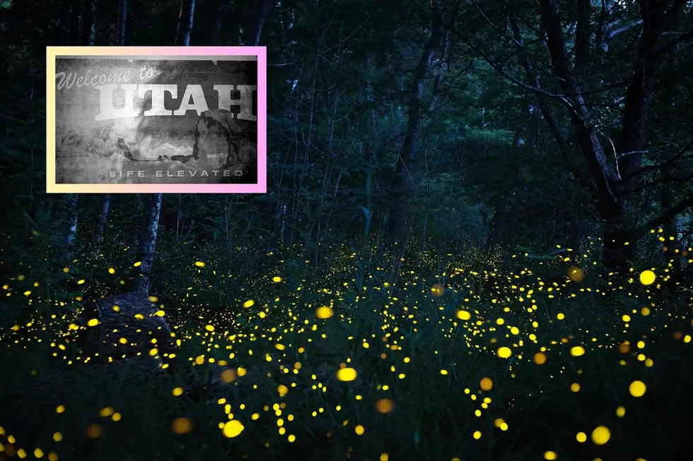 Firefly Catching In Utah Is A Must This Summer