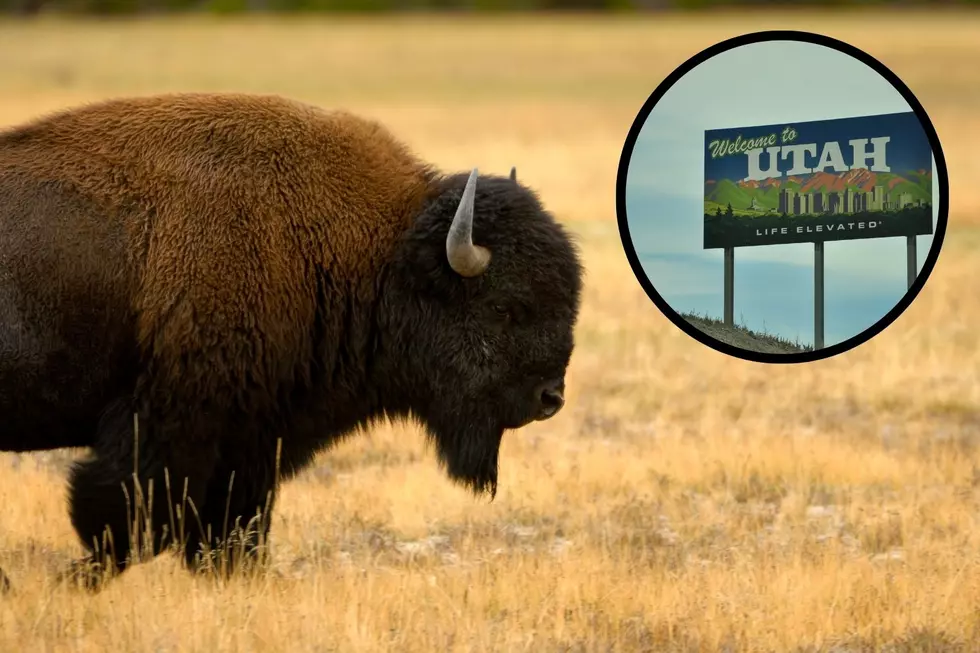 Bison Month Is July: Everywhere To See Bison In Utah