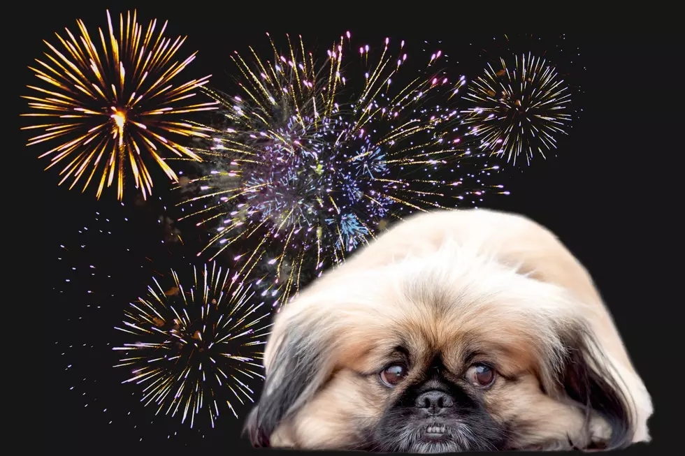 How To Calm Utah Pets During Fireworks