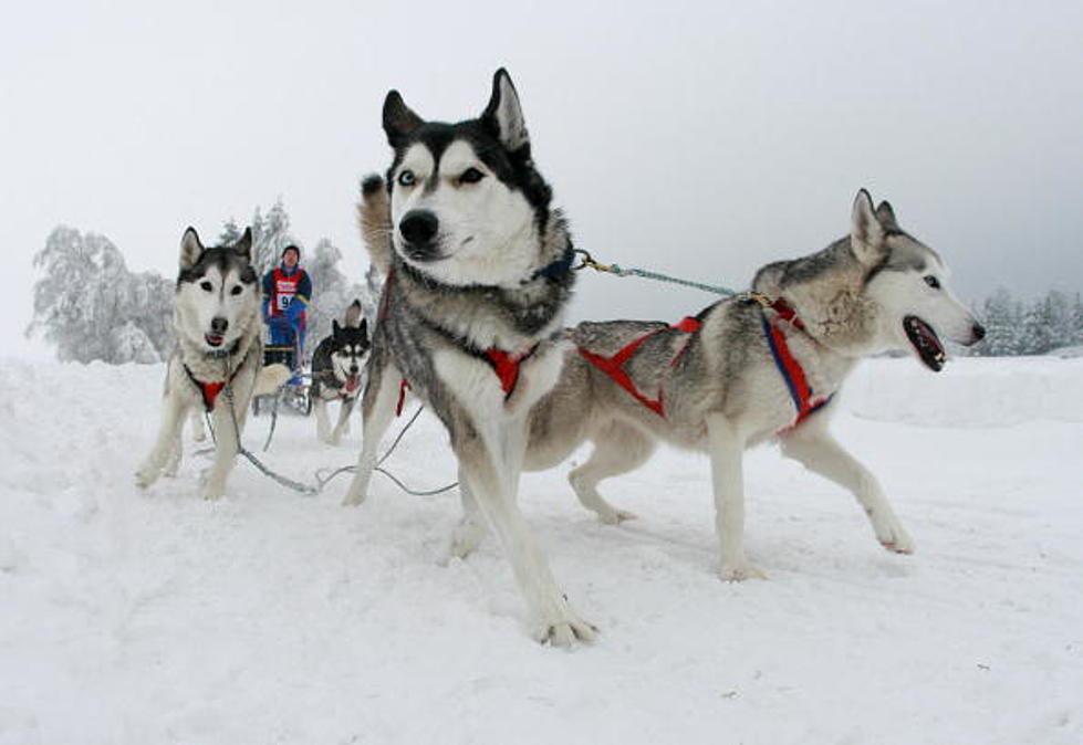 “Slow Season” Leads to Slaughter of Sled Dogs