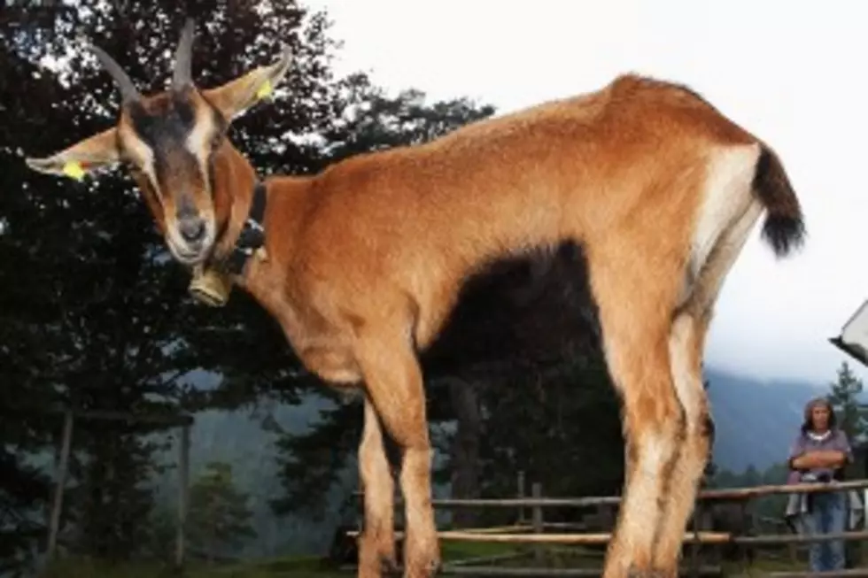 Random Goat Wanders Into Music Store