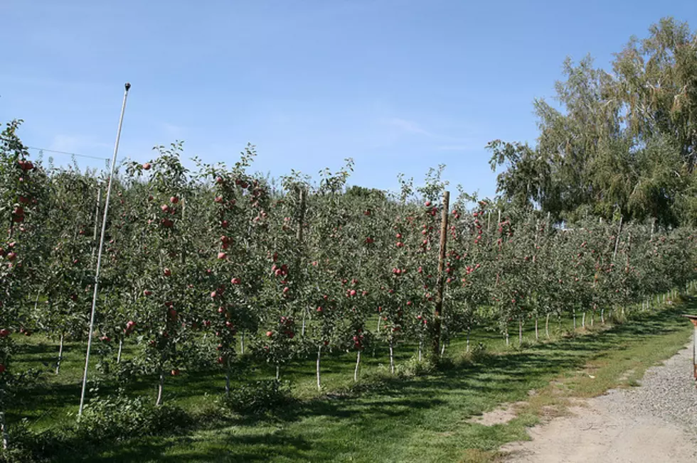 Farm Accident Takes Life of Lower Valley Orchardist