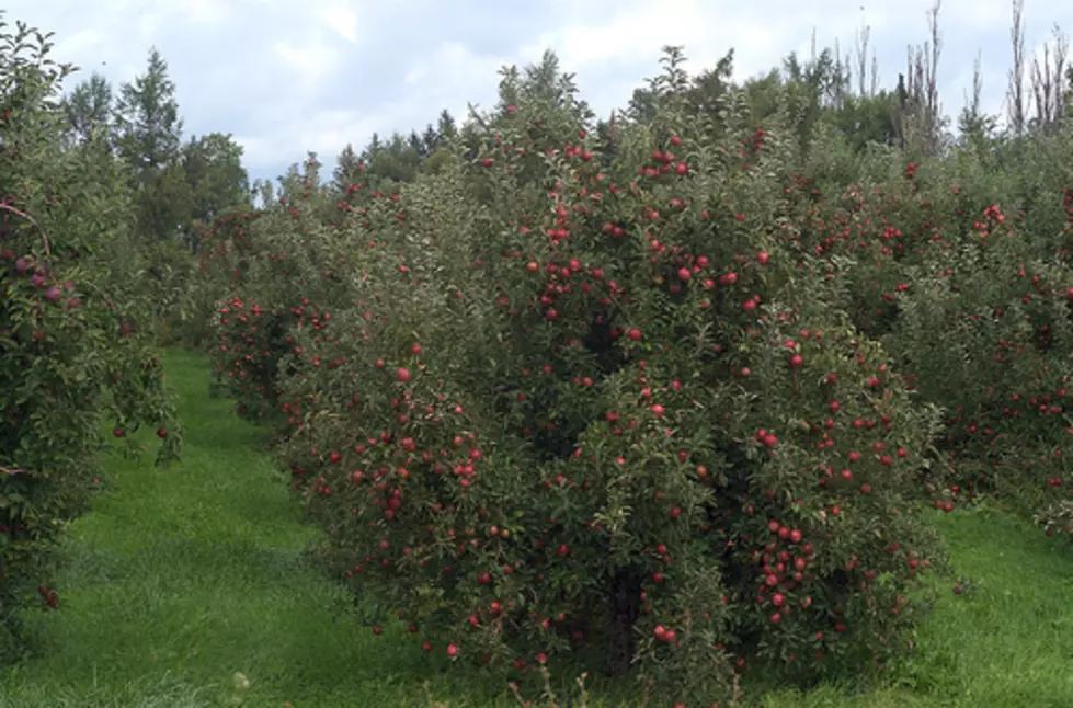 Orchardists Expecting an Apple Bumper Crop