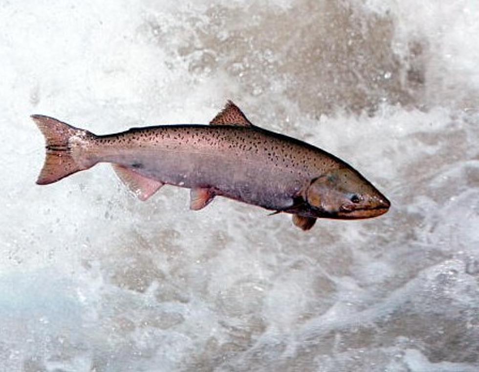 Wild Salmon from Hanford Reach Being Collected to Enhance Breeding Stock
