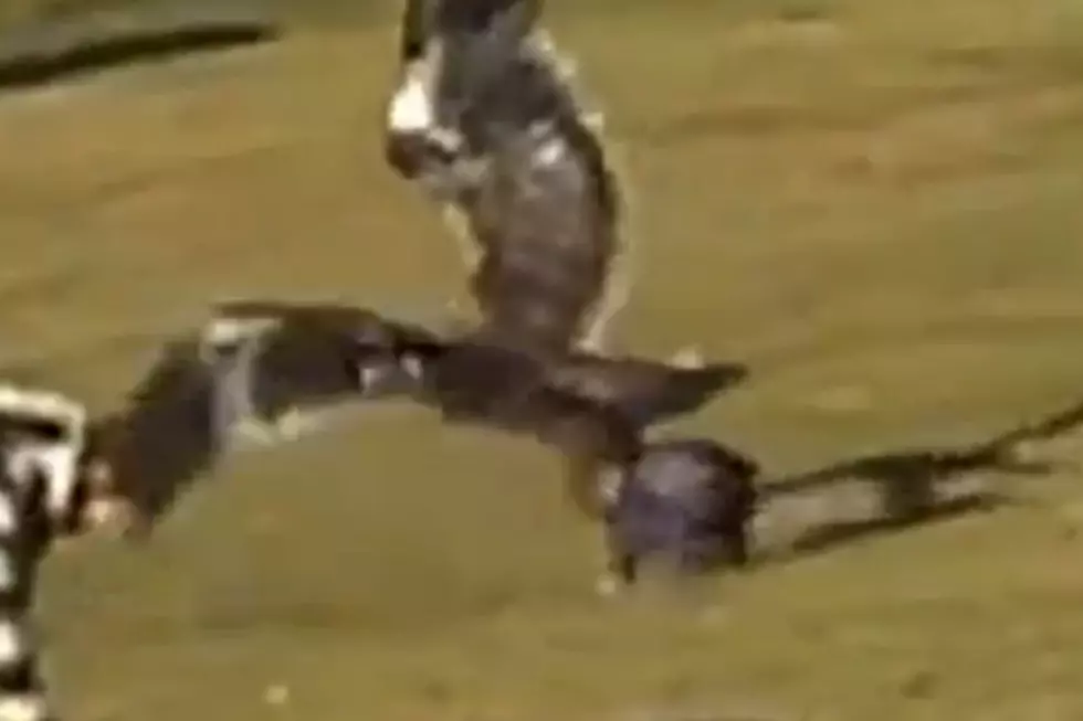 Eagle Stealing Baby Video May Be a Fake