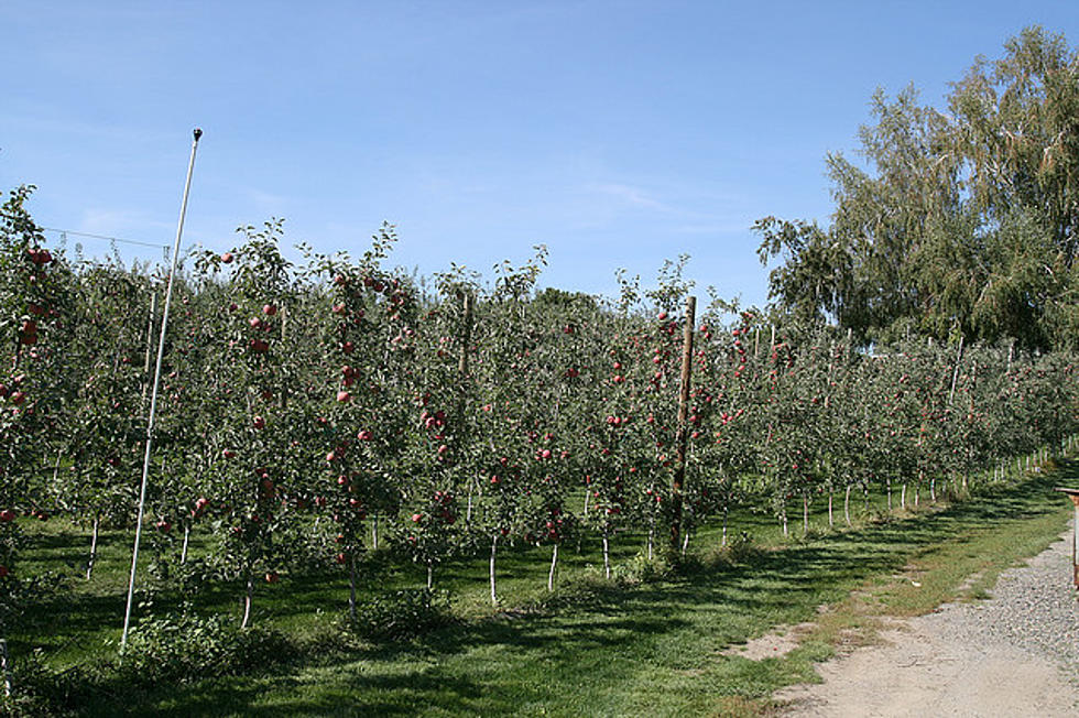 Orchardists to get Help in the Battle Against Apple Maggots