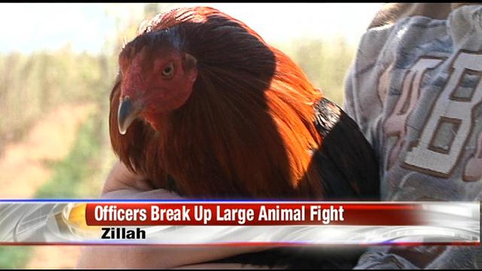 Yakima County Sheriff’s Deputies Breaks Up Illegal Cock Fighting Event in Lower Valley