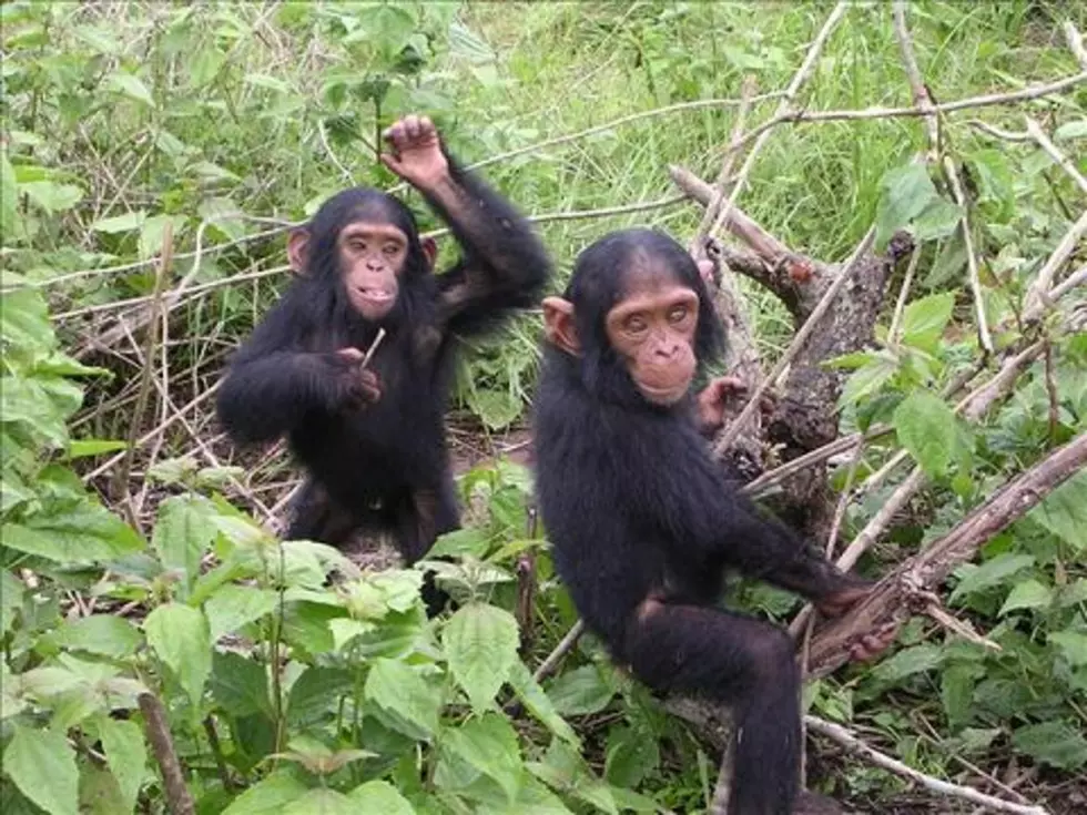 Remaining CWU Chimpanzees to be Moved to a Canadian Sanctuary