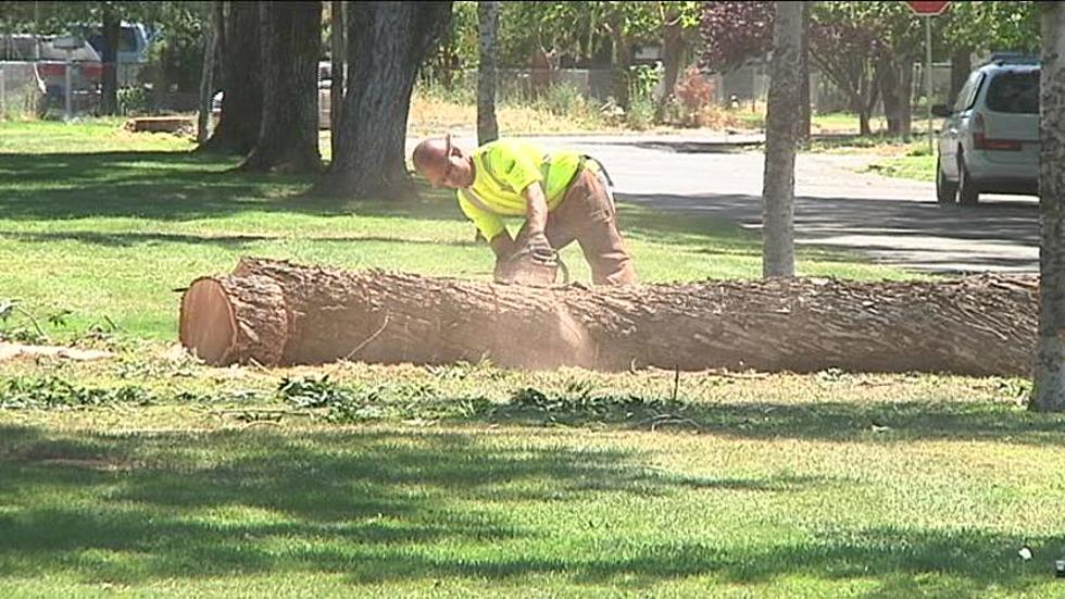Tree Removal Controversial for City