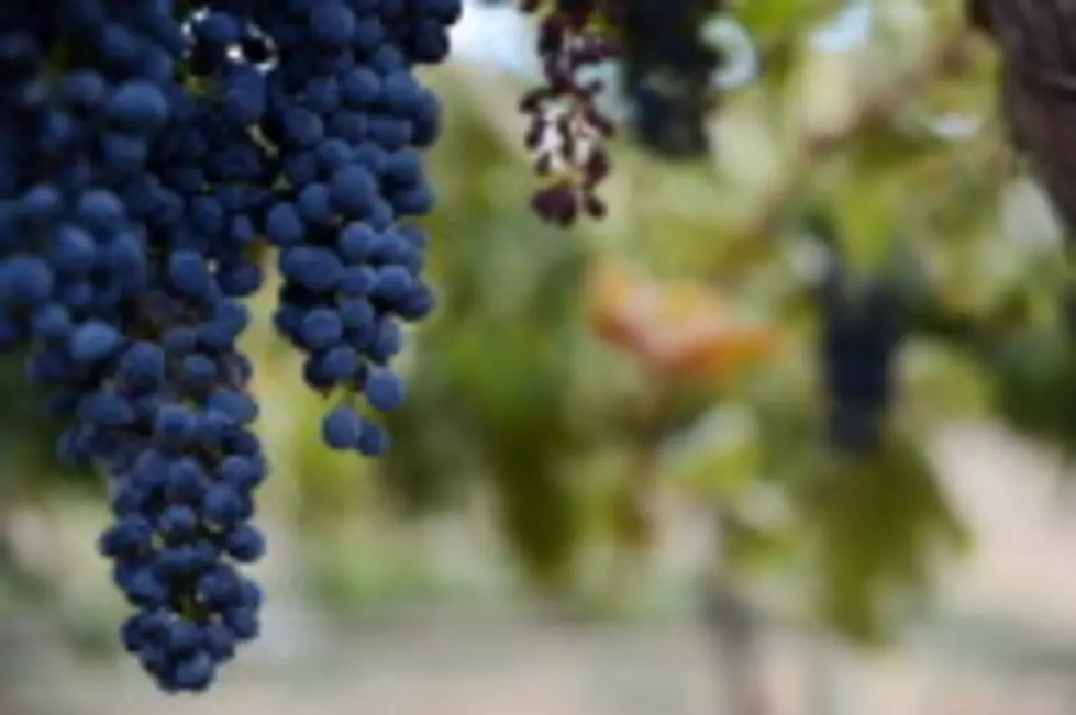 High Quality in Napa Wine Grape Harvest