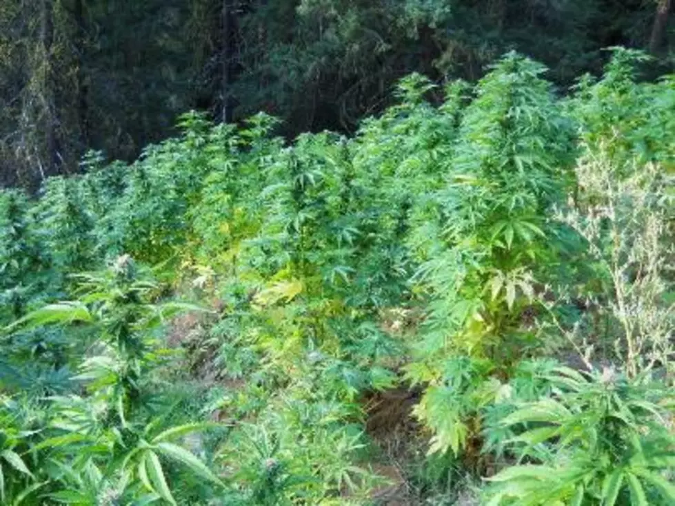 Big Pot Grow Busted in Kittitas County