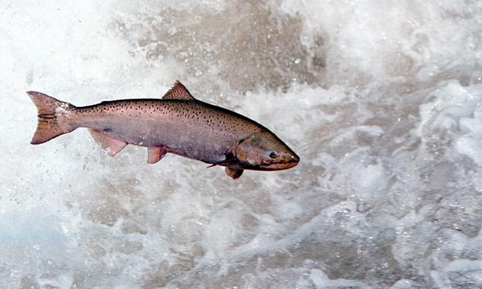 Council to Limit Salmon Fishing Off Washington, Oregon