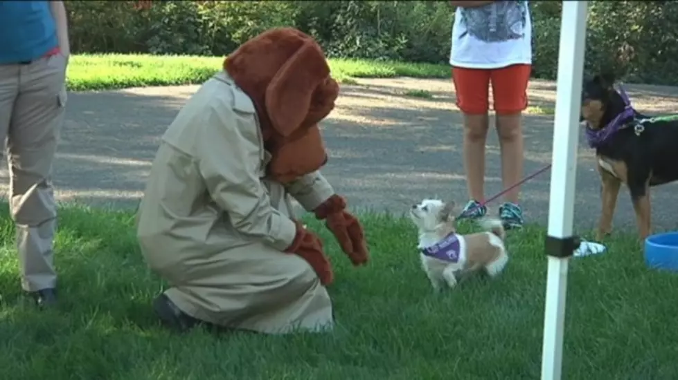 Dogs Raise Money For Cancer