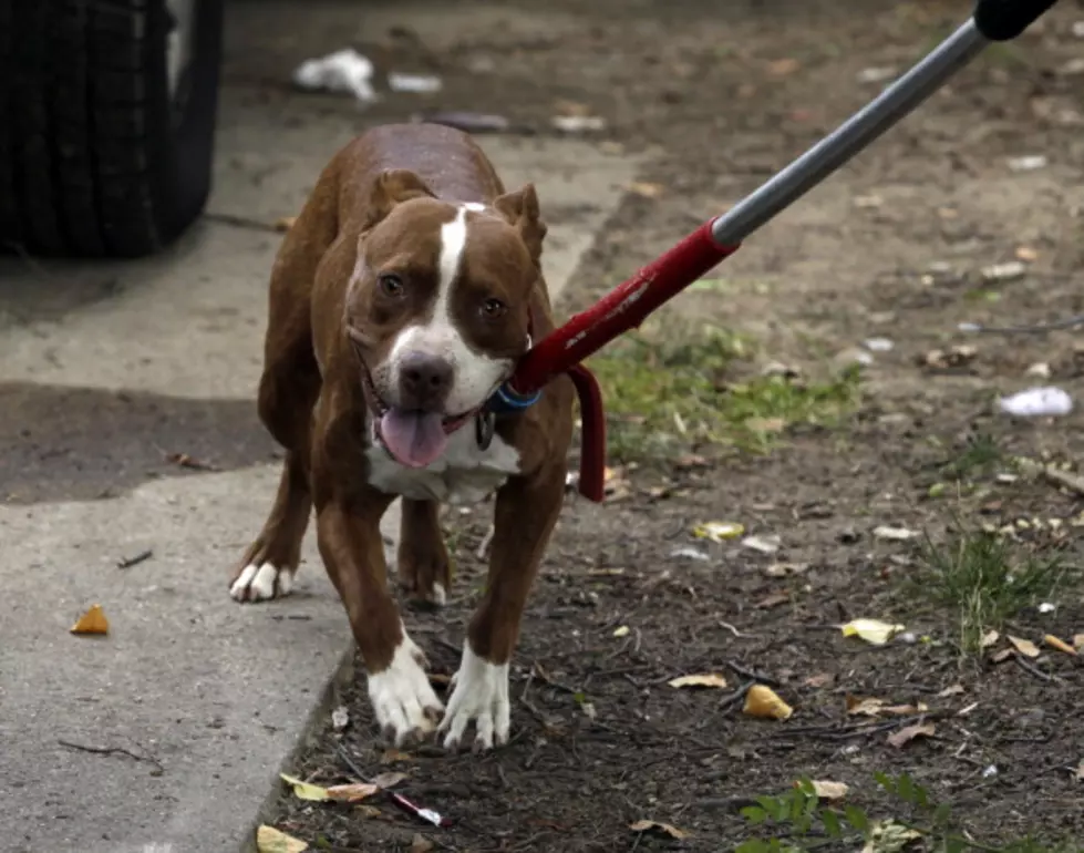 Does Yakima Need A Public Vote On The Pit Bull Ban ?