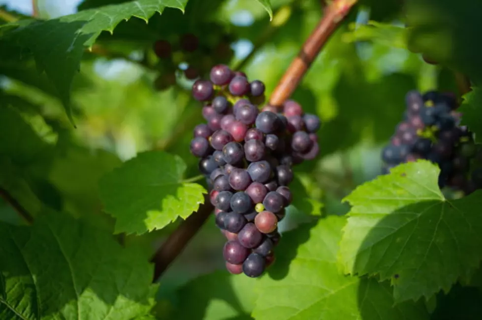 That Little Purple Grape Has Some Fat Orange Competition