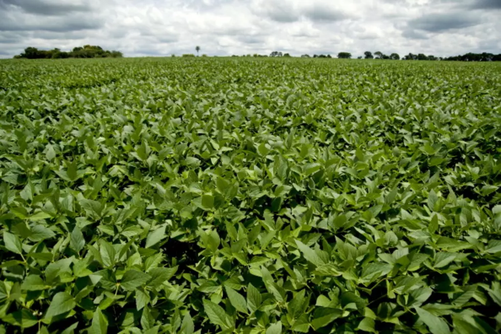 China Buys U.S. Soybeans; USDA Spending Cuts