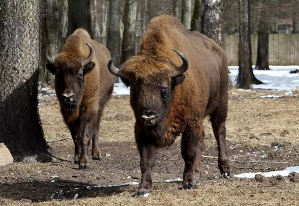 Groups Across the Nation Celebrate National Bison Day