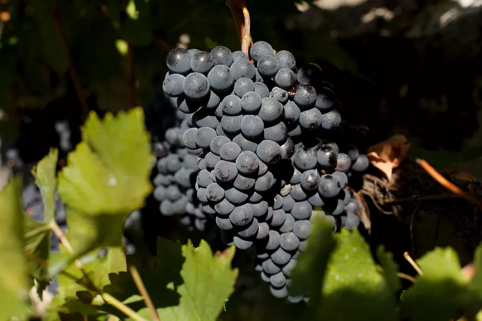 Wine Grape Harvest Underway in Yakima Valley