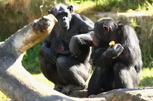 Lab Chimps Looking For Sanctuaries