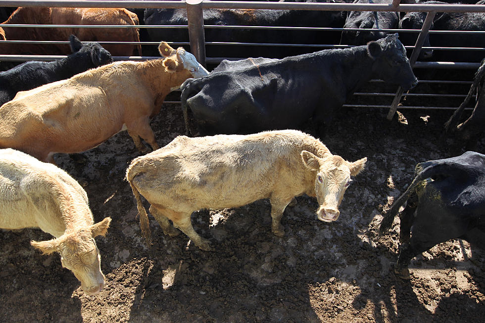 Farm Loan Program Modification, Beef Demand Strong