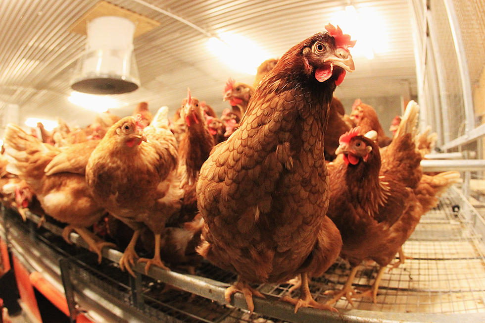 Governors Increasing Help for Low Income, Chickens Dealing with Virus