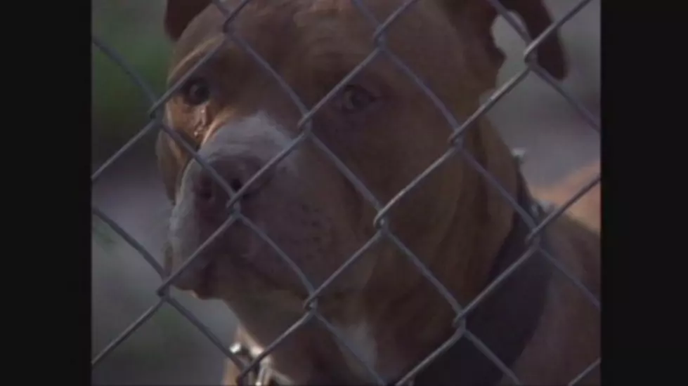 Pit Bulls Might Be Available As Service Dogs in Yakima