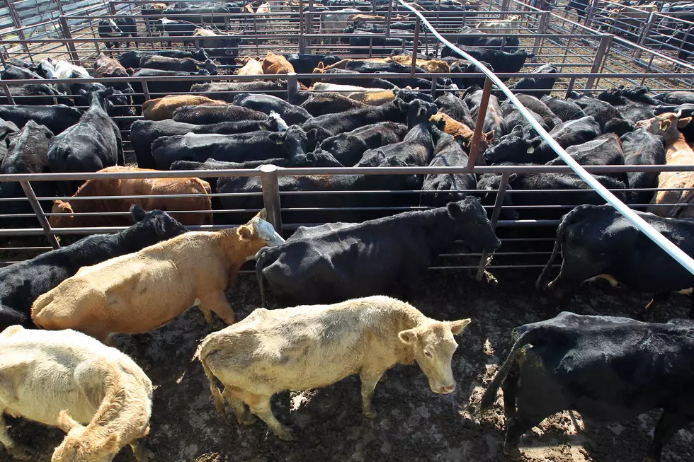 Ag News: Live Cattle Futures Fade
