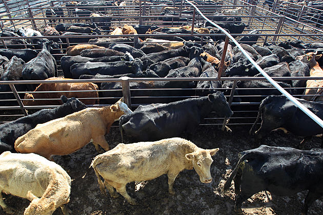 Ag News: Livestock Hauler Bill