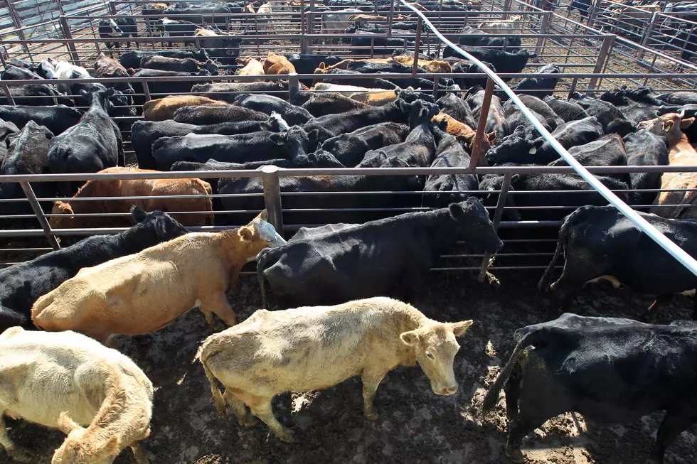 5 Year Outlook for Livestock Producers “Good Times”; New Bing Crop Down 4%