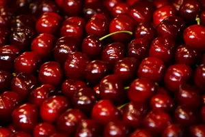 Yakima Valley Cherry Harvest Starting Soon