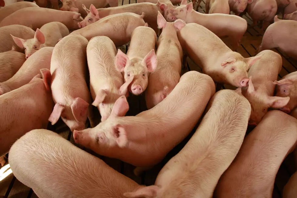 Ag News: African Swine Fever in China