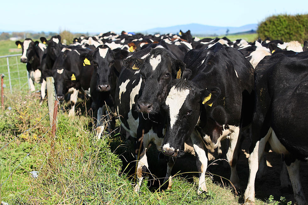 Ag News: U.S. Milk Production Up