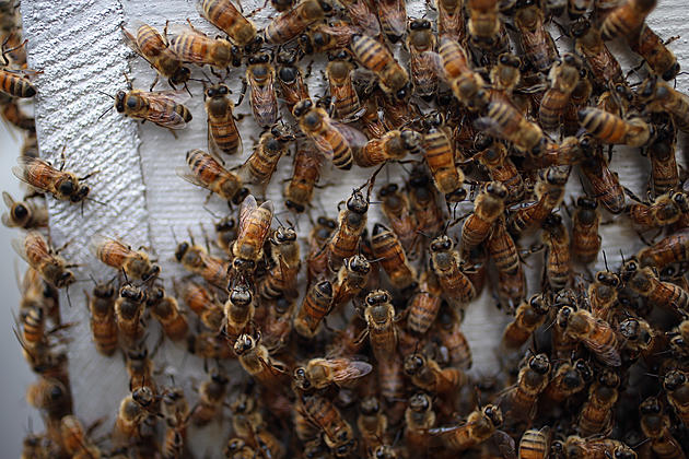 Ag News: Honeybees to California Almonds &#038; WOTUS Report Applauded
