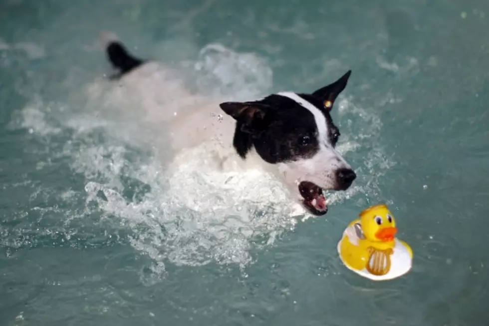Paws in the Pool Event Set For Sunday in Yakima