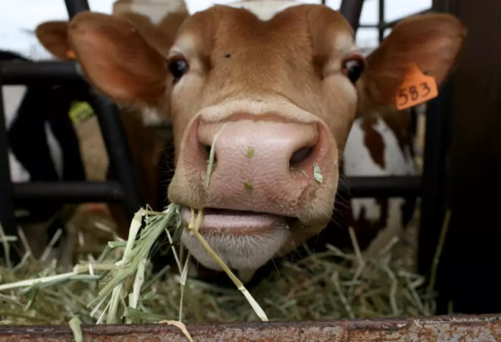 Facial Recognition Software &#8230; For Dairy Cows?