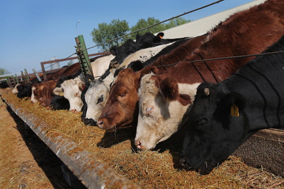 U.S. Beef Exports Value Record and Corn Exports Down in April