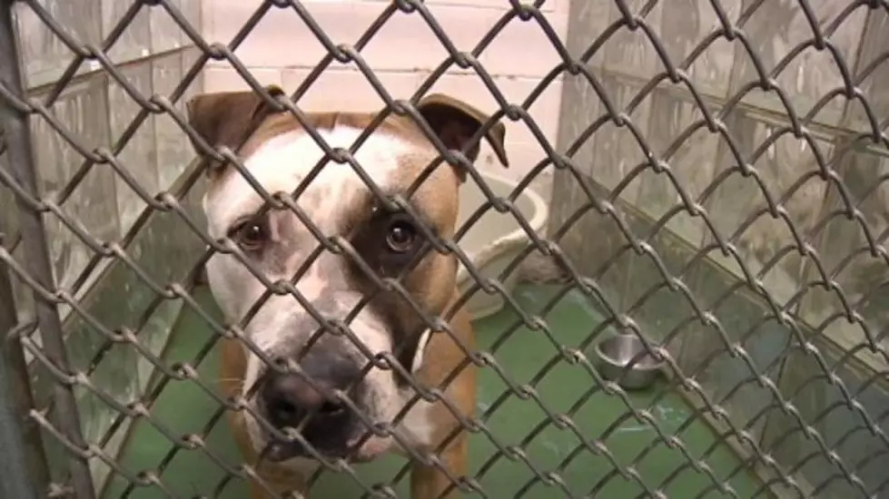 Pit Bull Limits Common in Central Washington