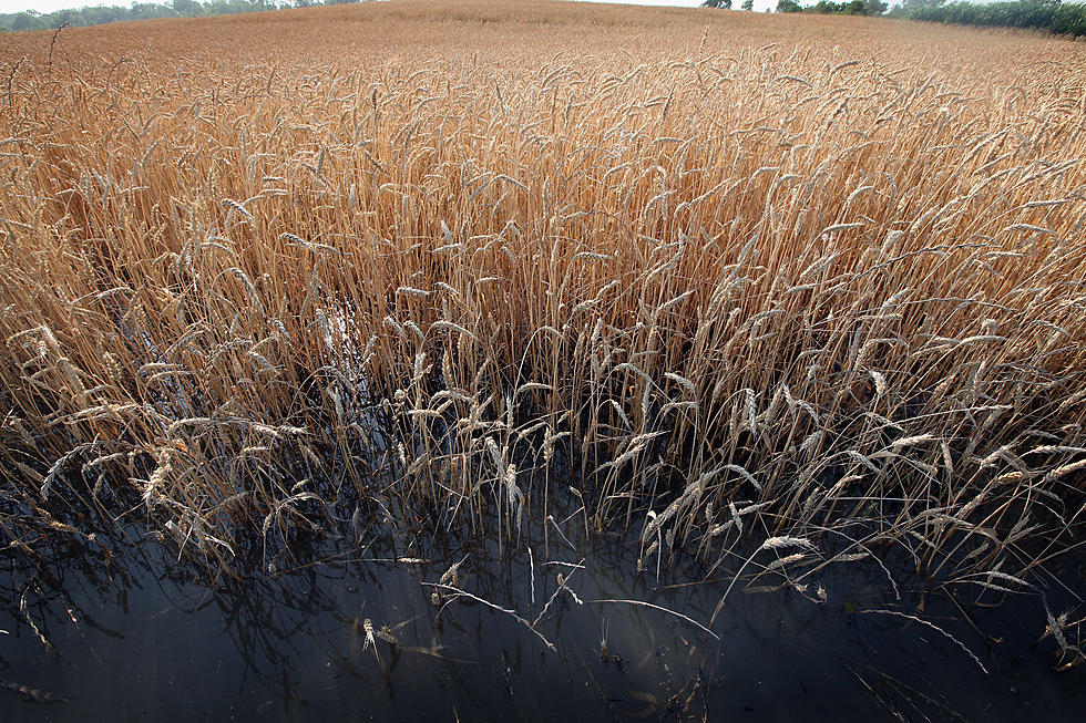 Wheat Production on Display to Overseas Buyers, Waters Rule Video