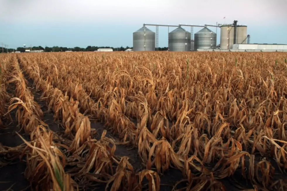 Corn Production to Set Record, Food Prices Dropping