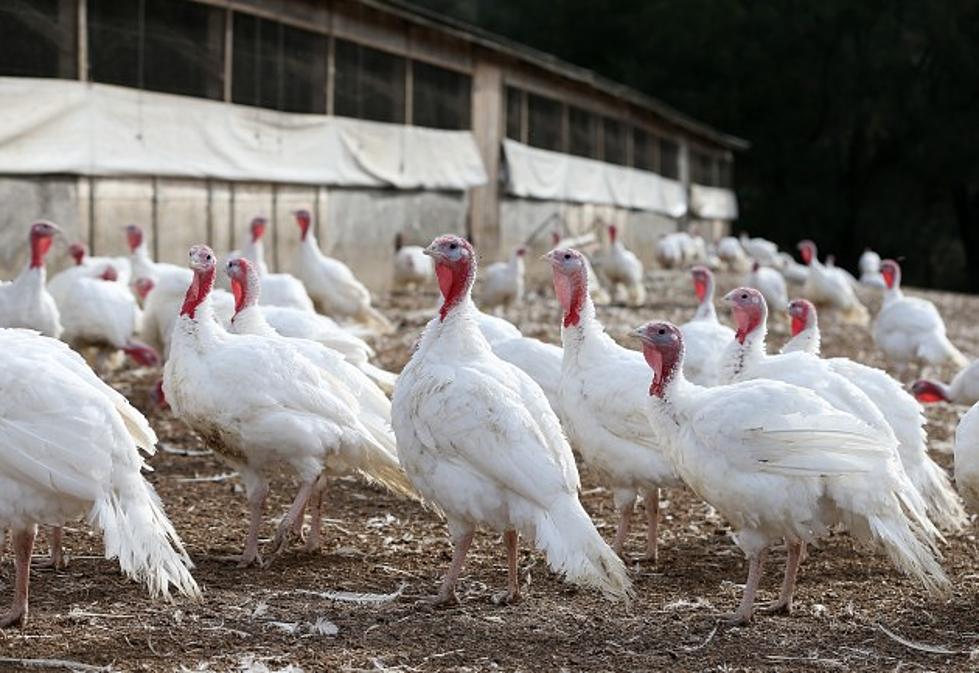 Midterm Impacts on Trade Negotiations, Antibiotic-Free Turkeys Now Offered