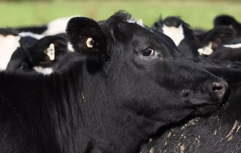 Cow Farmers Examining Market Strategies, Celebration of Soils