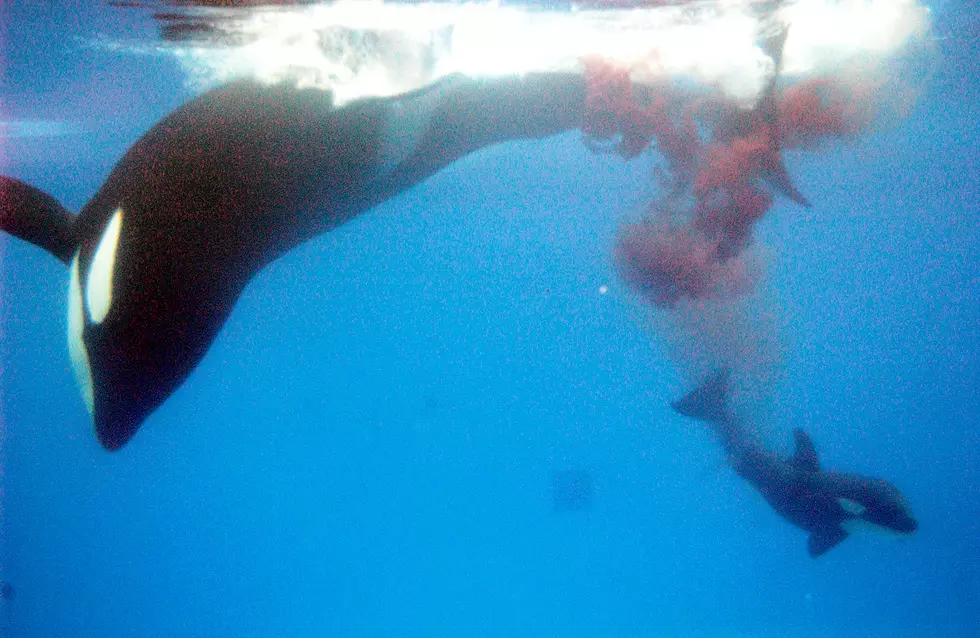 Orca Network Spots Newborn Baby Whale North of San Juan Island