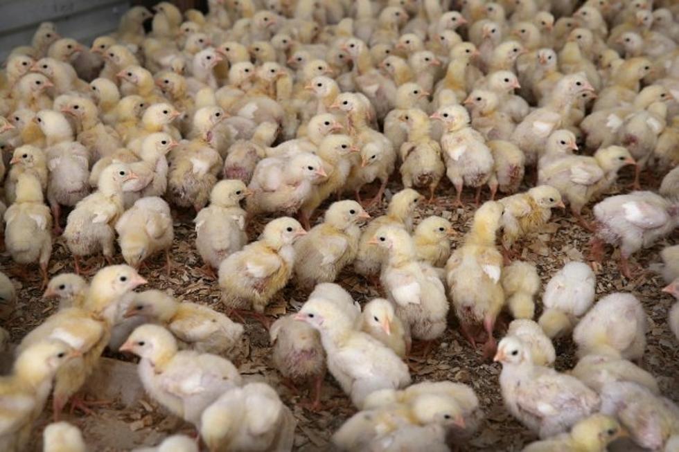 China Bans Benton County Poultry, Wolf OR-7&#8217;s Pack Increases