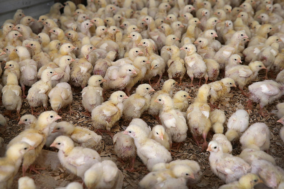 China Bans Benton County Poultry, Wolf OR-7’s Pack Increases