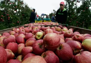 Big Crop Of Apples On The Way For State