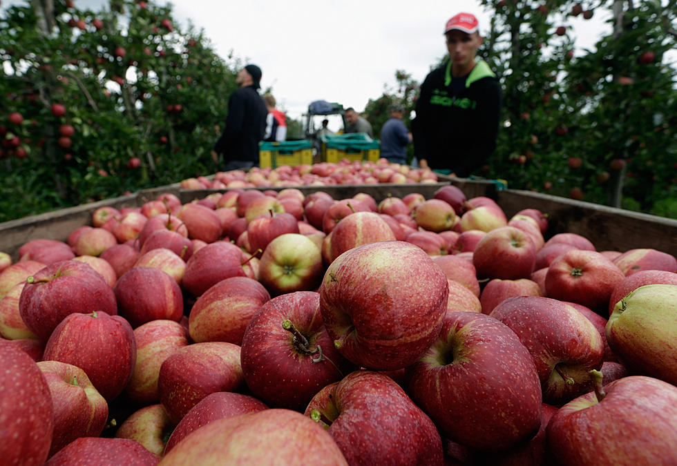 Another Big Year For The Yakima Valley Apple Crop