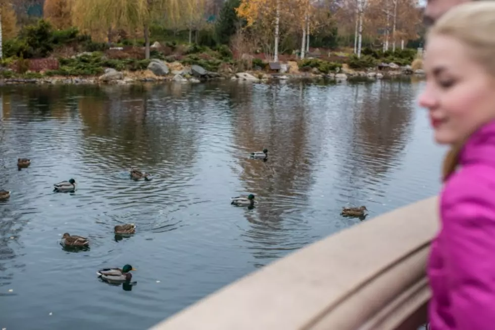 City Council and Rotary Agree to Deck for Duck Pond