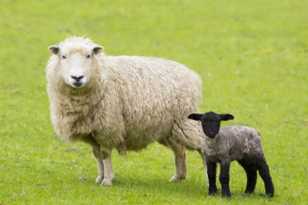 Black Sheep In The Family Not As Common As You Think &#8211;  Dave&#8217;s Diary
