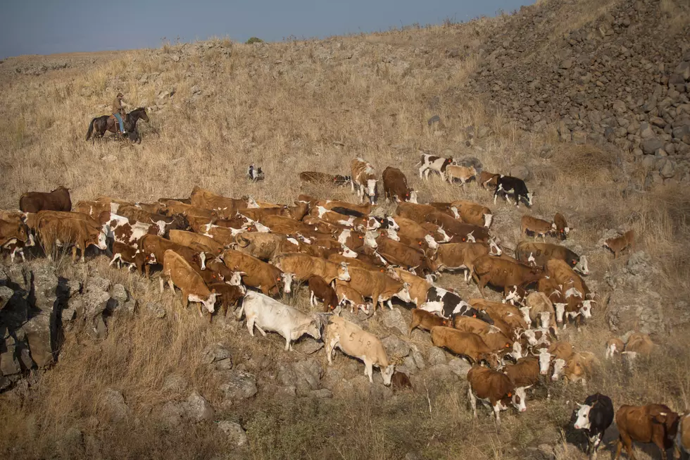 California Livestock & Wolves and Drone Swarm Exemption
